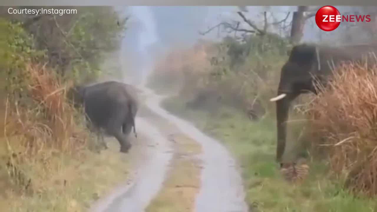 Viral Video: हाथियों का झुंड देखकर बुरी तरह घबराया टाइगर, रास्ता देने के लिए दुबक कर झाड़ियों में बैठा; Viral