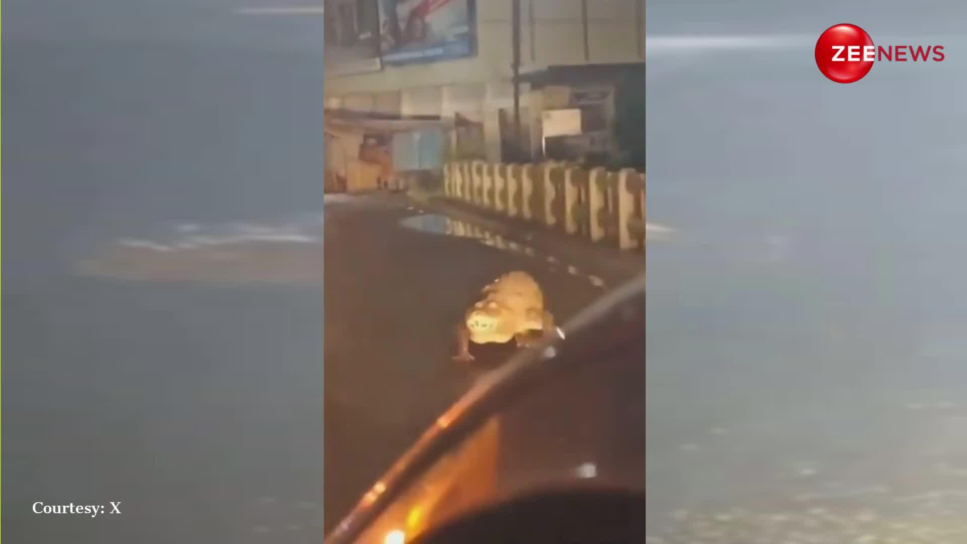 महाराष्ट्र में जबरदस्त बारिश के बीच सड़क पर टहलता दिखा मगरमच्छ, साइज देख इलाके में फैली दहशत; देखें VIDEO