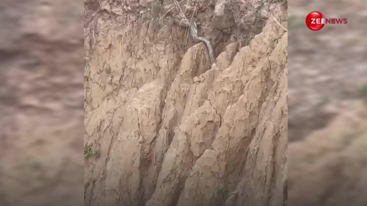King Cobra: हिमाचल में दिखा अब तक का सबसे बड़ा कोबरा, आज से पहले नहीं देखा होगा ऐसा नजारा