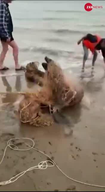 Viral Video: जाल में फंसकर मरने वाला था ये समुद्री जीव, लोगों ने कुछ इस तरह बचाया