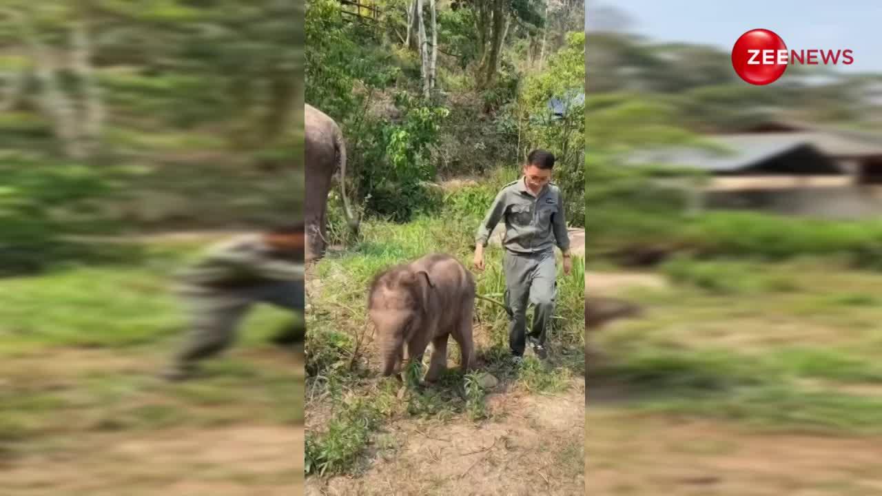 हाथी के बच्चे ने की लड़ाई, अंकल को पड़ी दे दना दन लातें
