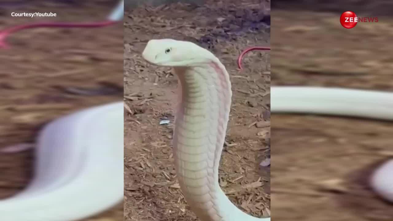 लोगों को मिला दुनिया का सबसे लंबा सफेद किंग कोबरा, सांप की खूबसूरती देख नहीं होगा यकी