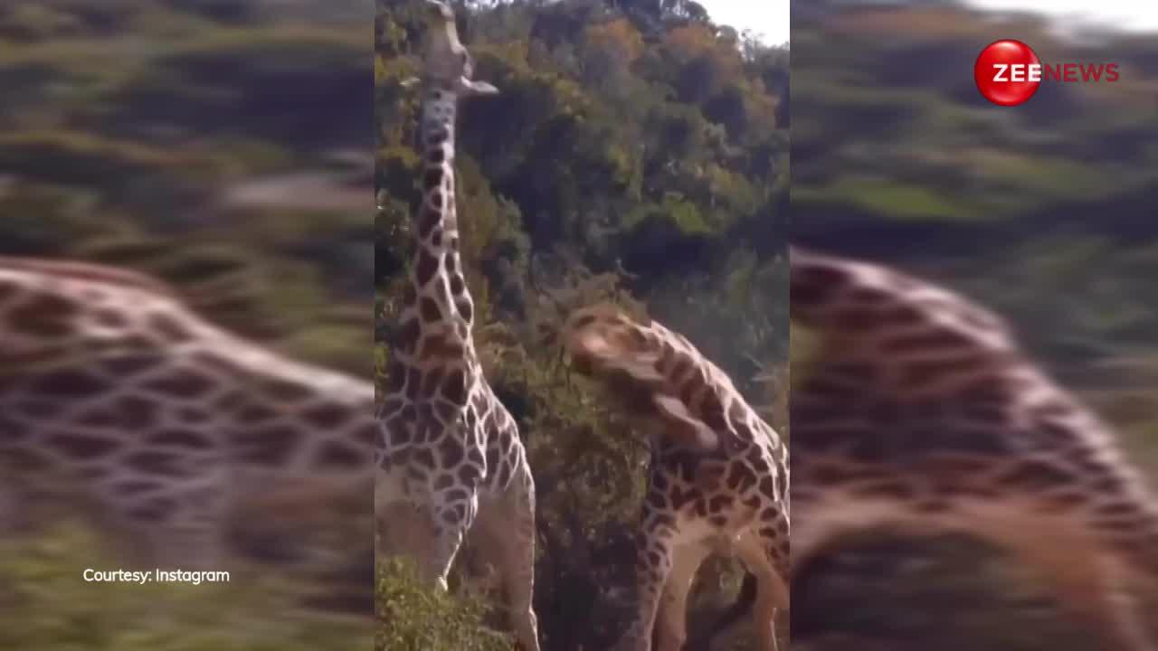 दो Giraffe के बीच हुई भयंकर लड़ाई, अपनी गर्दन का इस्तेमाल कर मचाया ऐसा तांडव कि जंगल में छाया सन्नाटा, देखें Video