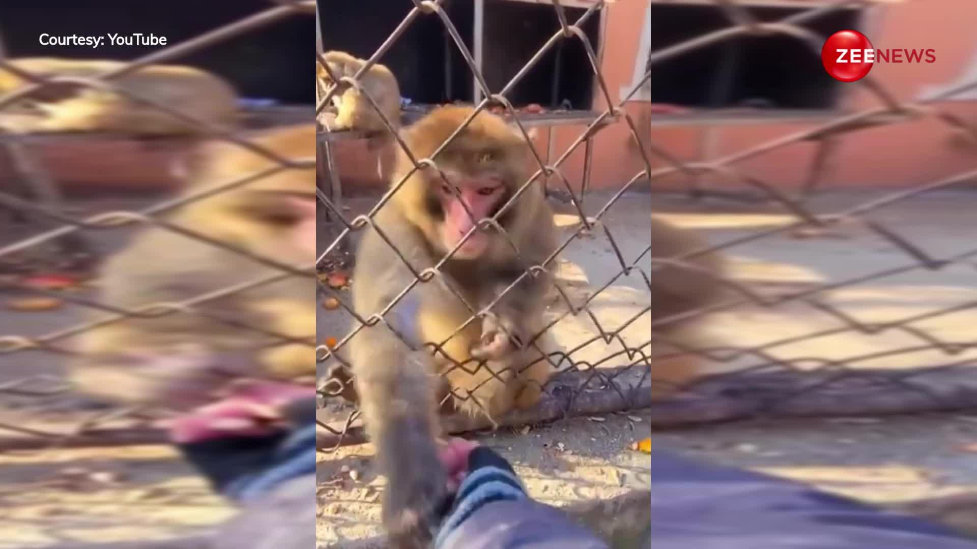 बंदर को खाना खिलाना आदमी को पड़ा भारी, गुस्से में फाड़ दिए कपड़े, देखें वायरल वीडियो