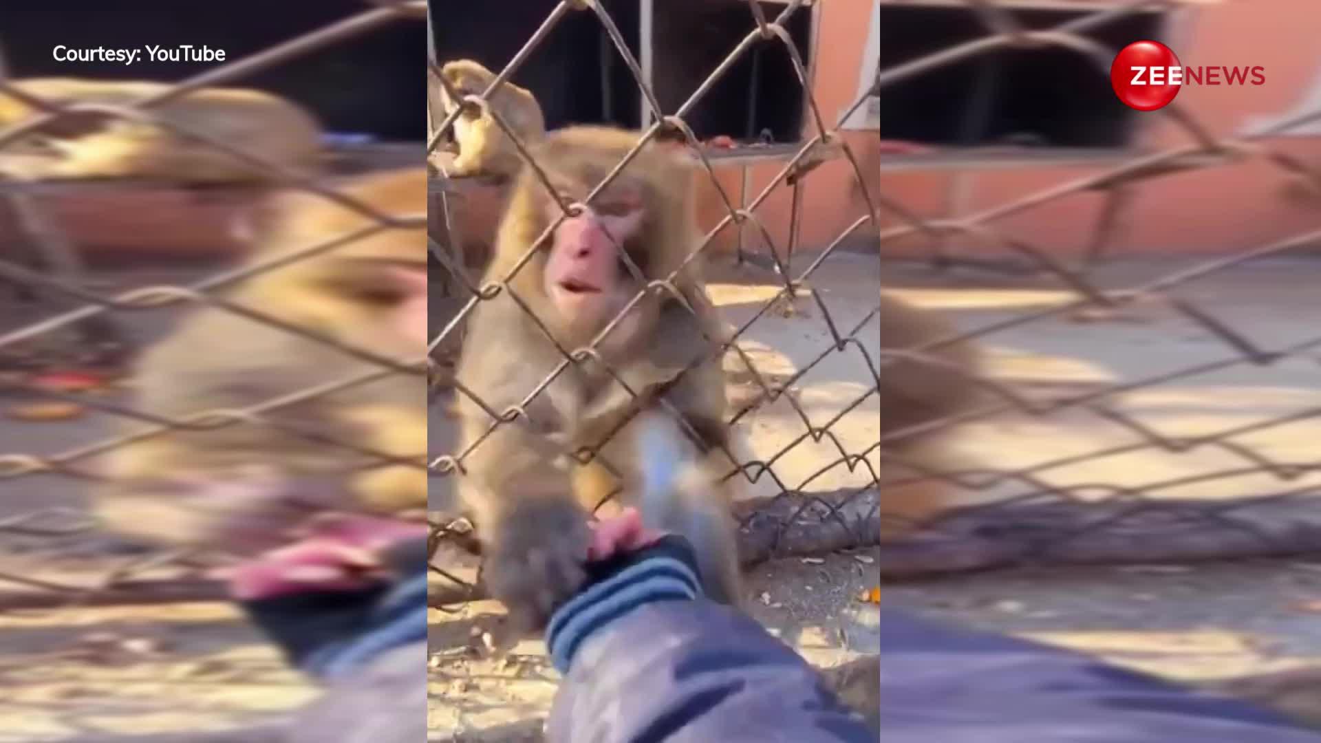 बंदर को नहीं मिला मनचाहा खाना तो कर दिया हंगामा, गुस्से से डर गया दीवाना