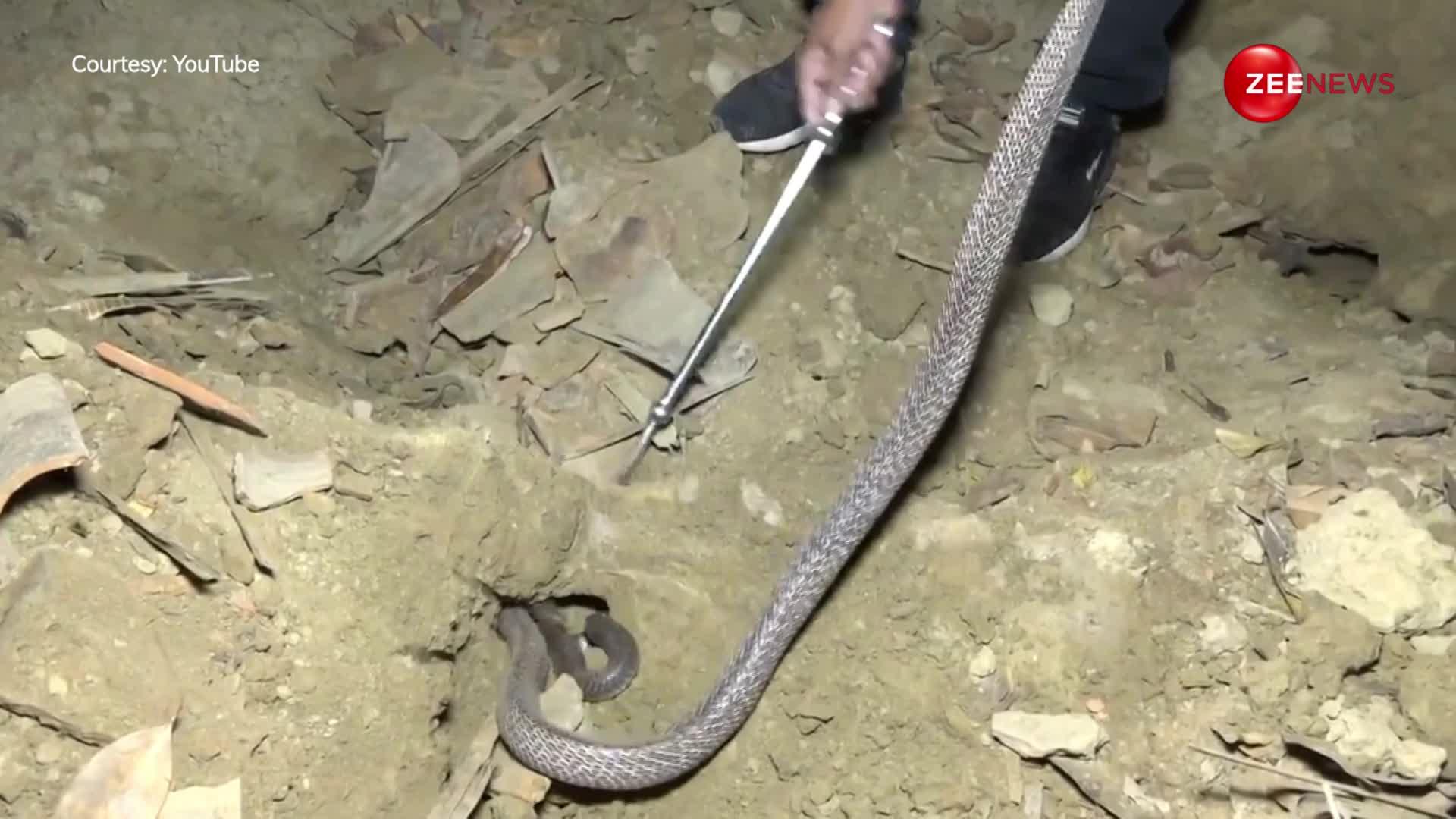 पहली बार कैमरे में कैद हुआ नाग-नागिन का अद्भुत जोड़ा, बाथरूम खोद कर निकाले गए 2 किंग कोबरा