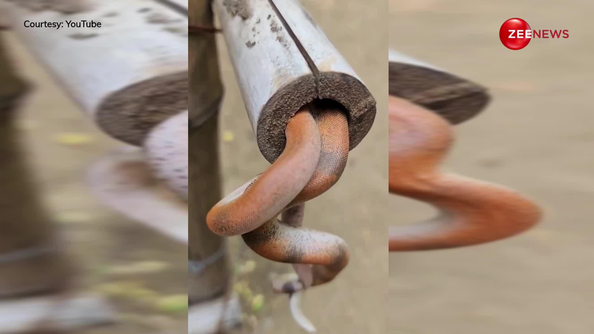 पहली बार देखा गया ऑरेंज कलर का कोबरा, नागिन के करीब जाने के लिए पाइप में फंस गया सांप