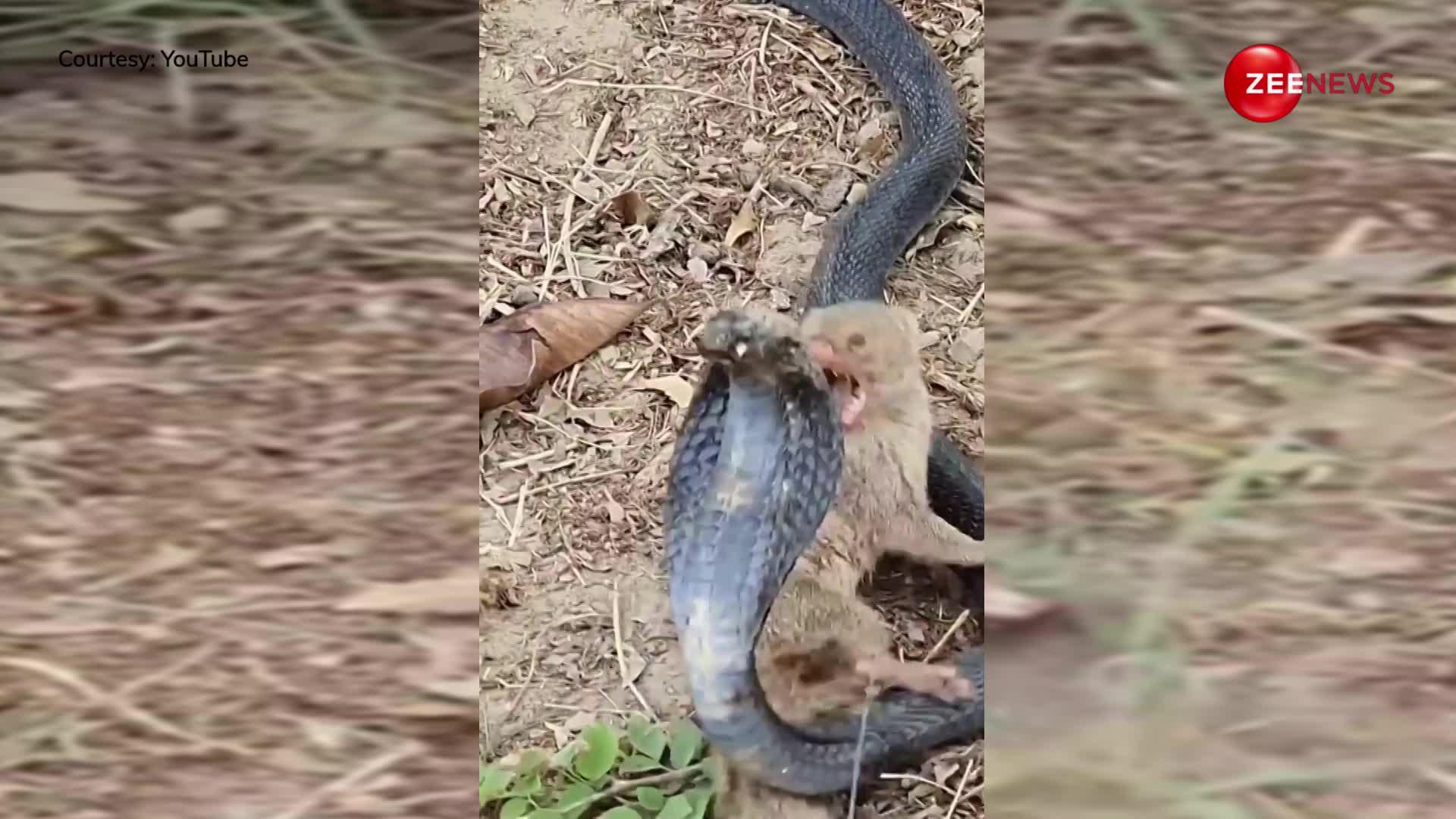 Snake-Mangoose Fight: खुद ही मौत के मुंह में चला आया King Cobra, छोटे से नेवले ने निकाल ली सांप की जान