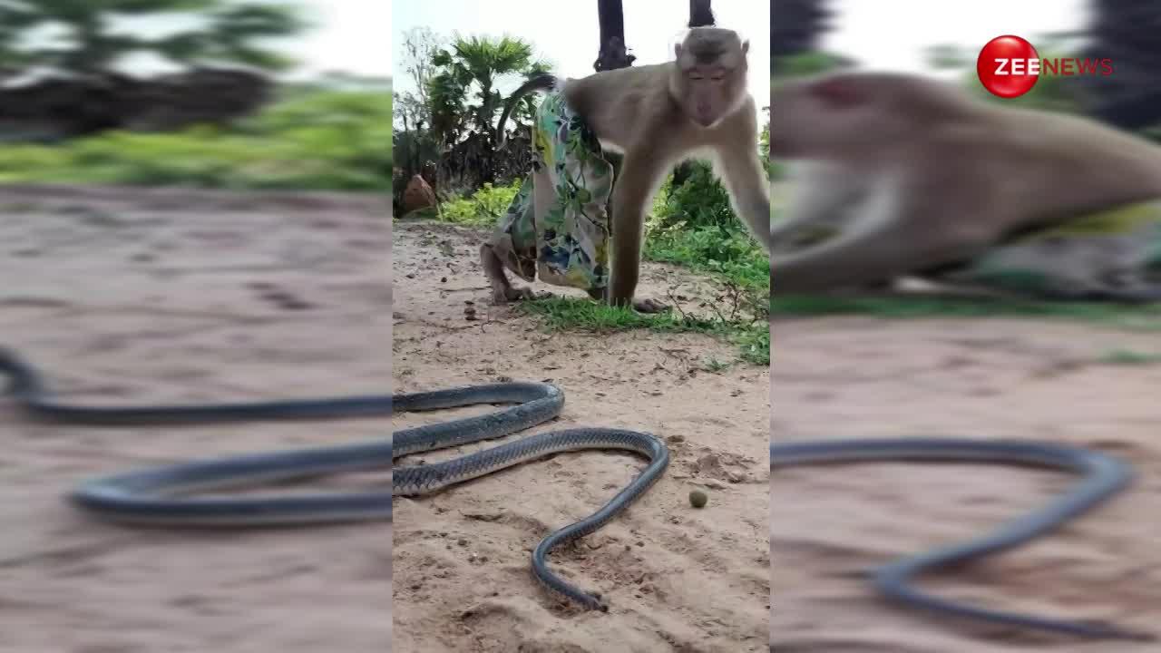 Monkey Cobra: किंग कोबरा के स्वैग से डर गए बंदर मामा, एक सेकंड में ही निकल गई सारी हेकड़ी