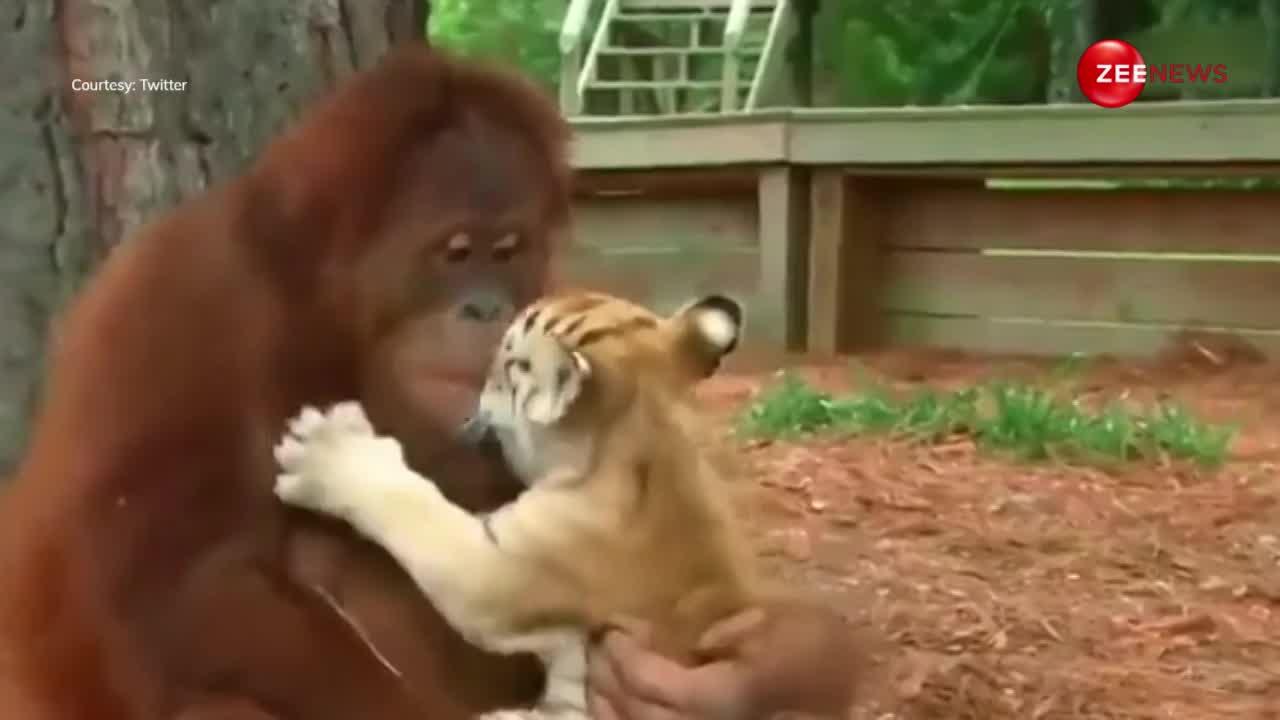 शेर के बच्चों का Orangutan ने रखा मां की तरह ख्याल, वीडियो देख आंखें हो जाएंगी नम