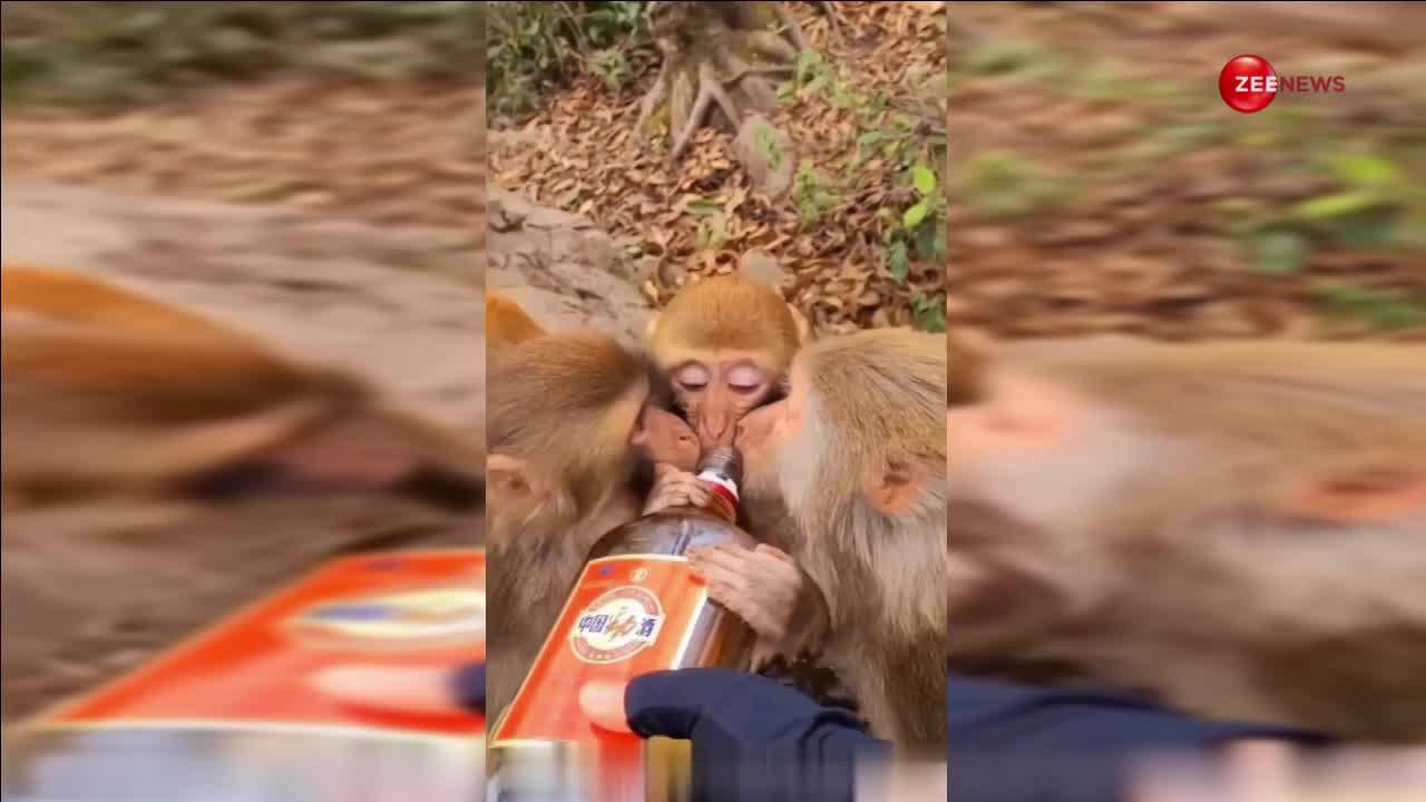 बंदरों को लगी शराब की लत, फिर नशे में कर दी ऐसी हरकत