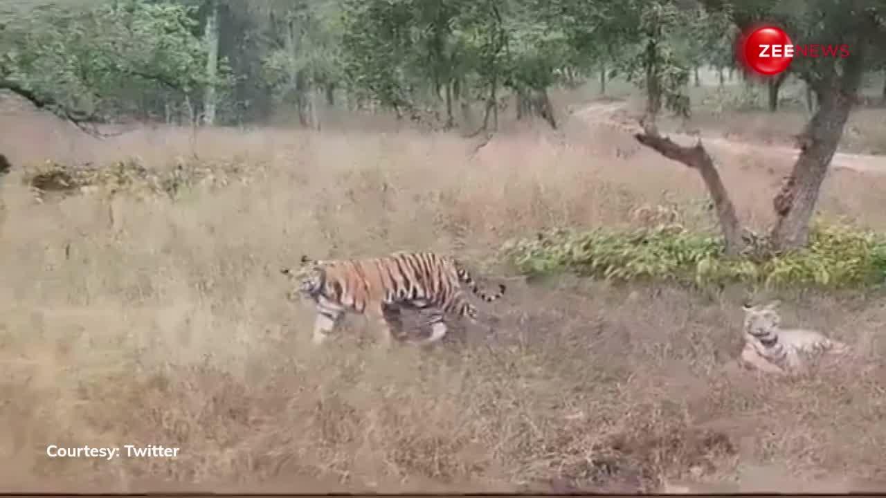 पहली बार इस जंगल में दिखा बाघ का पूरा परिवार, नजारा देख आंखों पर नहीं होगा यकीन