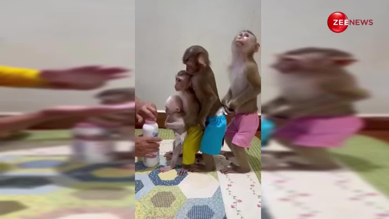 बंदर का ऐसा अद्भुत वीडियो नहीं होगा पहले कभी, लोगों ने कहा- मौज तो बस इनकी है