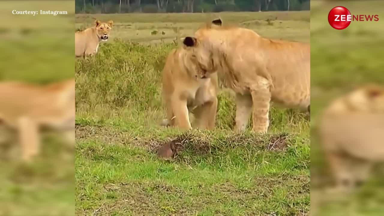 Mongoose vs Lion: जब जंगल के राजा से भिड़ गया नेवला, लड़ने के लिए लगा दी पूरी जान; अंत तक देखें वीडियो