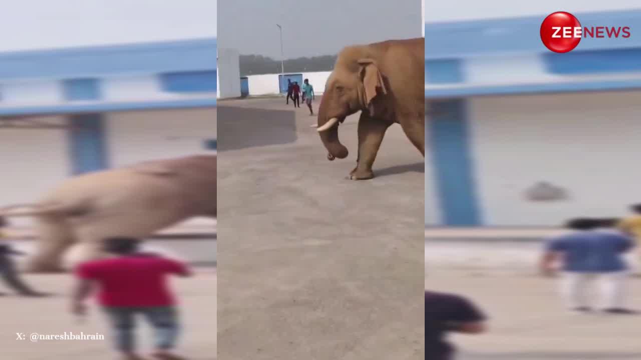 Viral: दुकान का शटर तोड़ हाथी ने चुराई अनाज की बोरी, फिर बीच सड़क पर मजे से उड़ाई दावत
