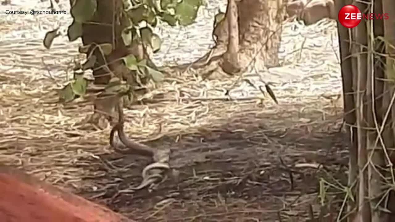 Snake Viral Video: सुहाने मौसम में नाग-नागिन का रोमांस, बिल से बाहर निकलकर महादेव मन्दिर के पास दोनों हुए रोमांटिक