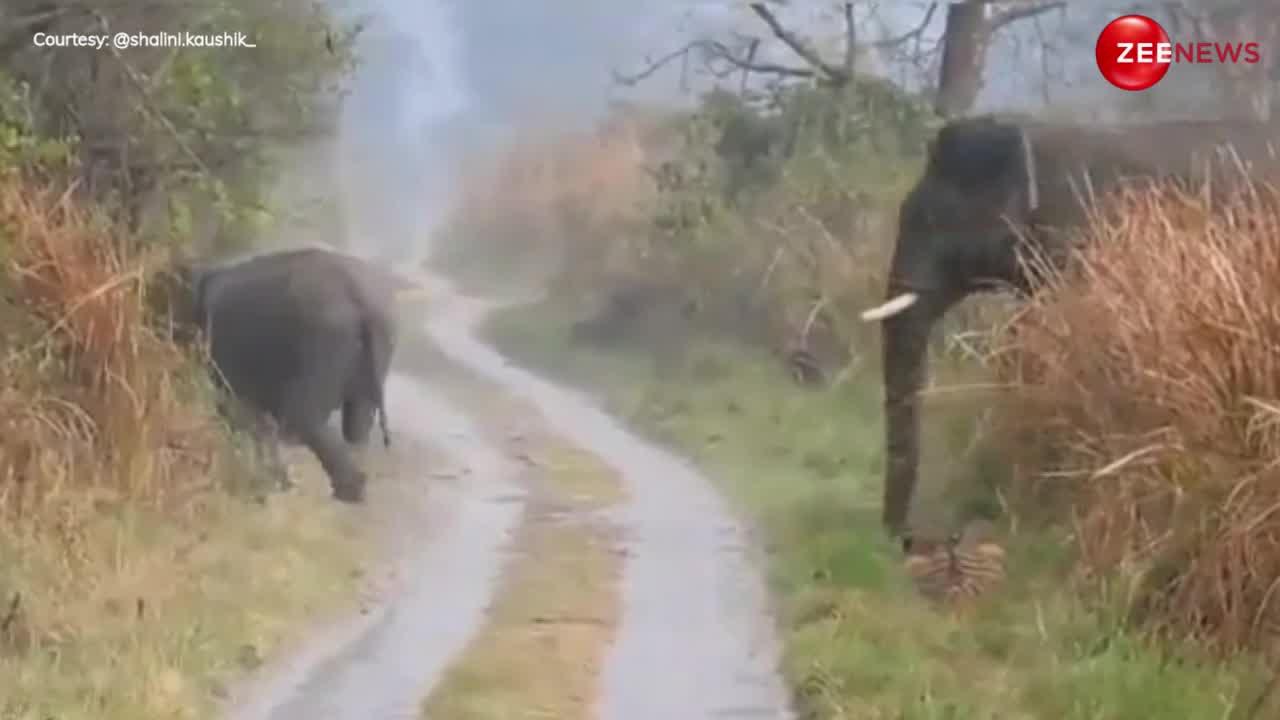 Viral Forest Video: हाथियों के झुंड को देख बाघ ने दिया रास्ता, झाड़ियों के पीछे छिपकर किया इंतजार