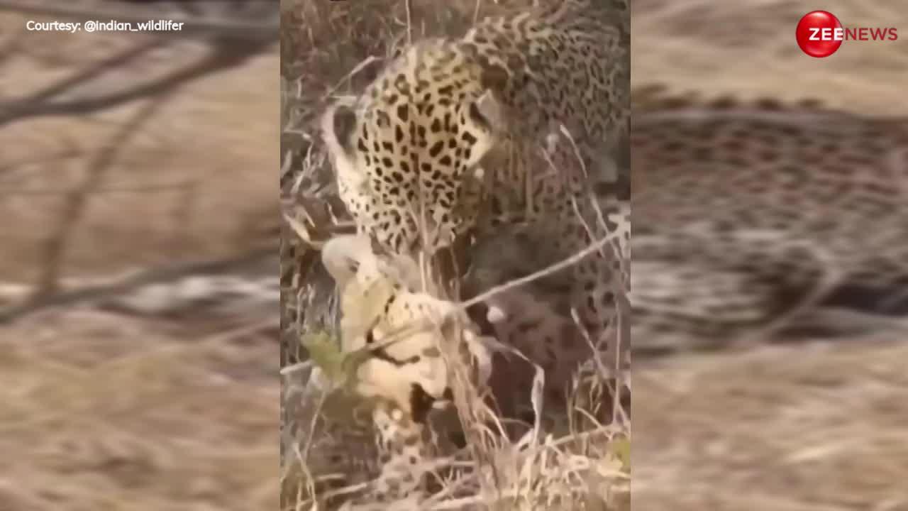 Leopard Hunt Cheetah Video: जंगल में तेंदुए ने किया चीते का शिकार, तड़पा-तड़पा कर ऐसा मारा, मांगने लगा जिंदगी की भीख