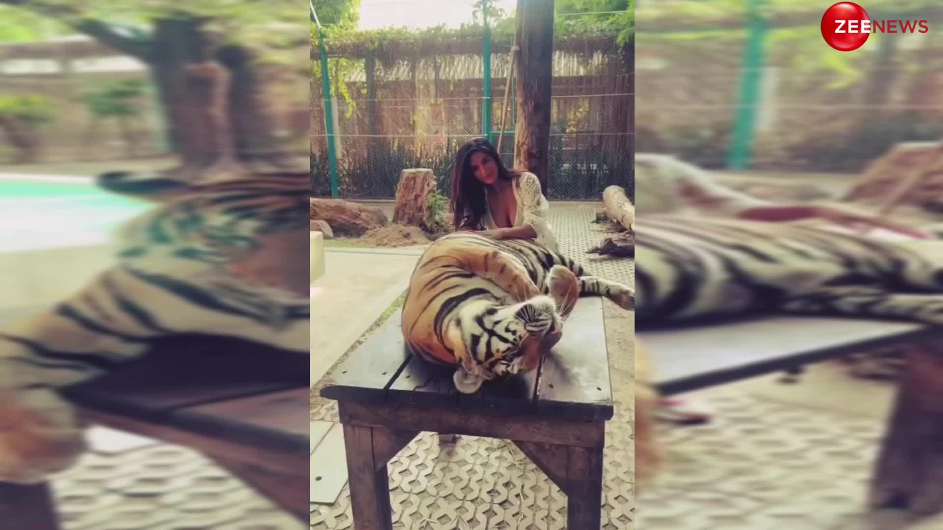 शेर के साथ खेलती नजर आईं Poonam Pandey, वीडियो ने बढ़ाया इनटरनेट का परा