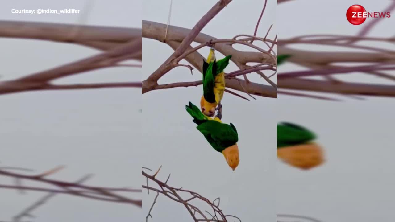 Parrot Couple Video: पेड़ से गिरने वाली थी मेहबूबा, तभी हीरो बनकर तोते ने बचाई ऐसे जान; पहले नहीं देखा होगा ऐसा नजारा...