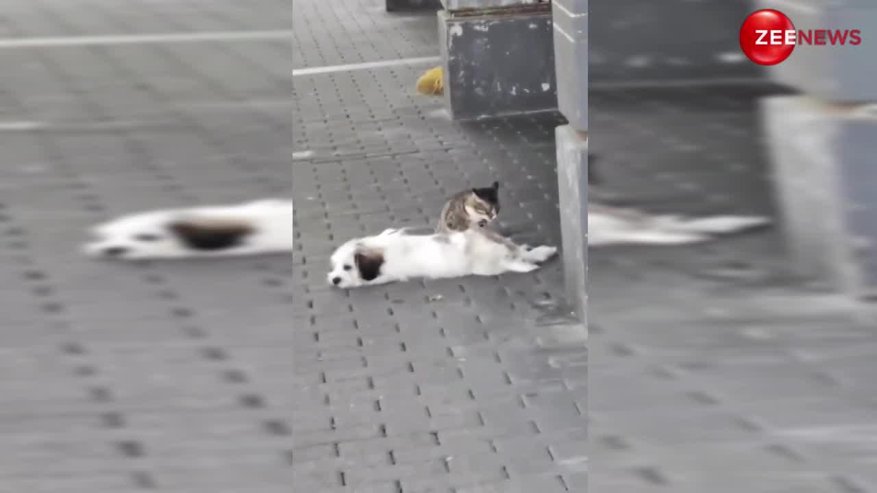 वाह वाह! बिल्ली ने दिया कुत्ते को बीच रोड पर मसाज, वायरल वीडियो देख छूट जाएगी हंसी