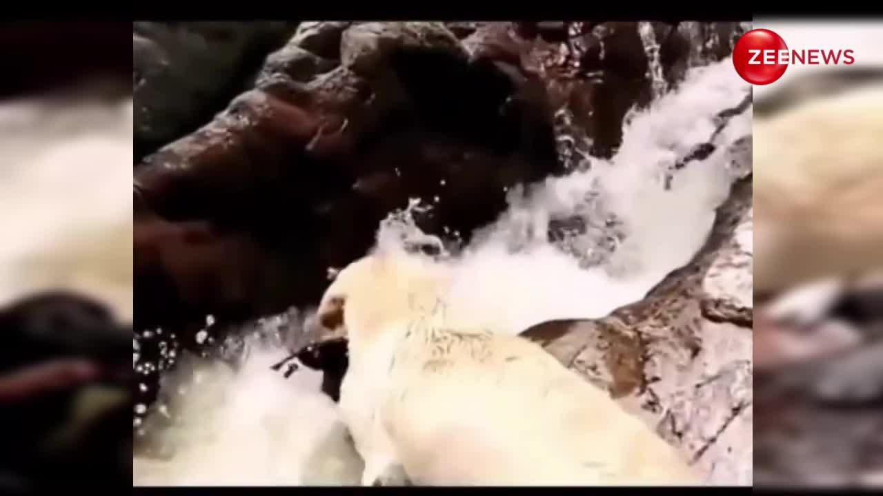 एक कुत्ते ने अंजान कुत्ते के साथ दिखाई दरियादिली, नदी में बहते देख लपक कर बचाई जान; वीडियो देख भावुक हुए लोग