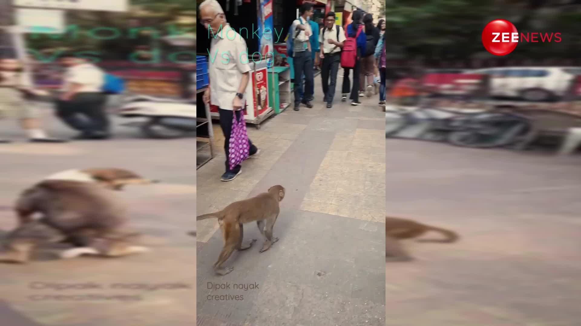 चोर-पुलिस का खेल! भरी सड़क पर ही बंदर के पीछे पड़ गया कुत्ता, लोगों ने शोर मचाकर बचाई जान