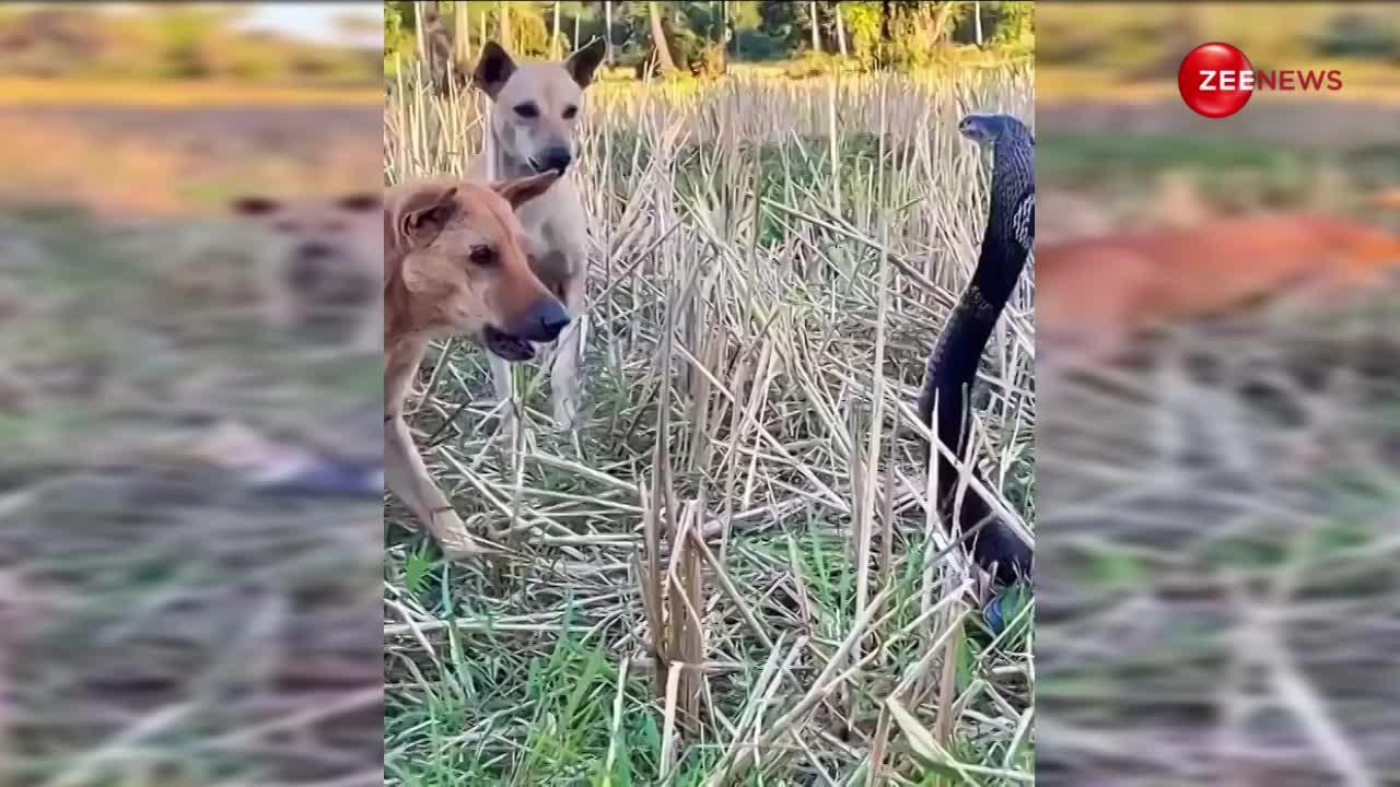 किंग कोबरा और दो कुत्तों की खेत के बीचों-बीच हुई भयंकर लड़ाई, आखिर में जो हुआ देख कांप जाएगी रूह