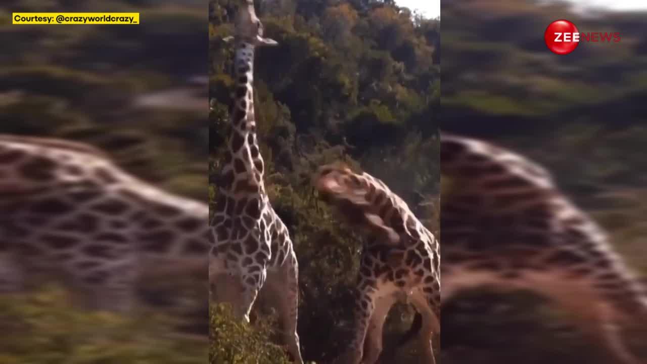 LOL! दो जिराफों में हुई भयंकर लड़ाई, गर्दन घुमा-घुमाकर एक-दूसरे को जमकर पीटा