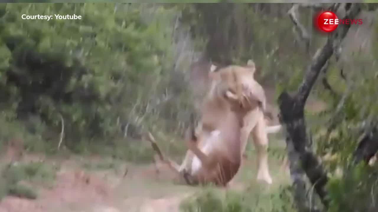 शेरनी के जाल में फंस गया बिचारा हिरण, एक ही झटके में कर दिया काम तमाम