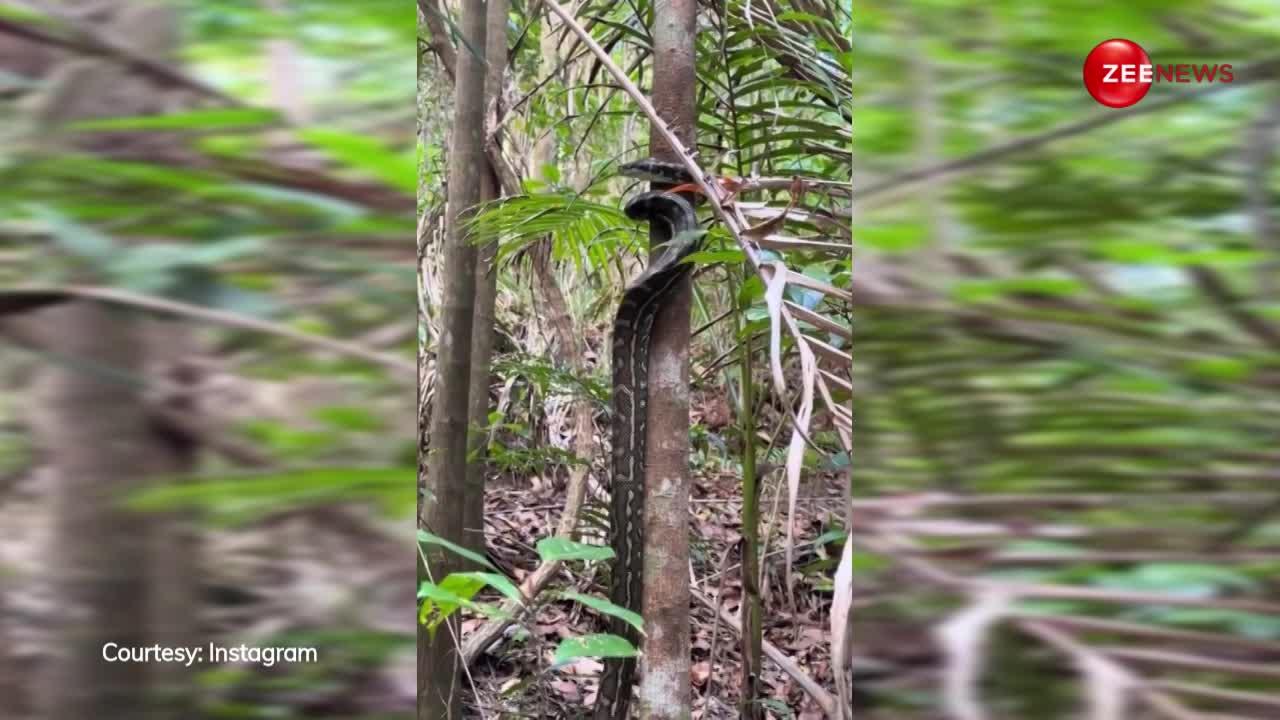पेड़ के सहारे खड़ा हो गया 30 फुट लंबा किंग कोबरा, चौंकाने वाला वीडियो हुआ वायरल