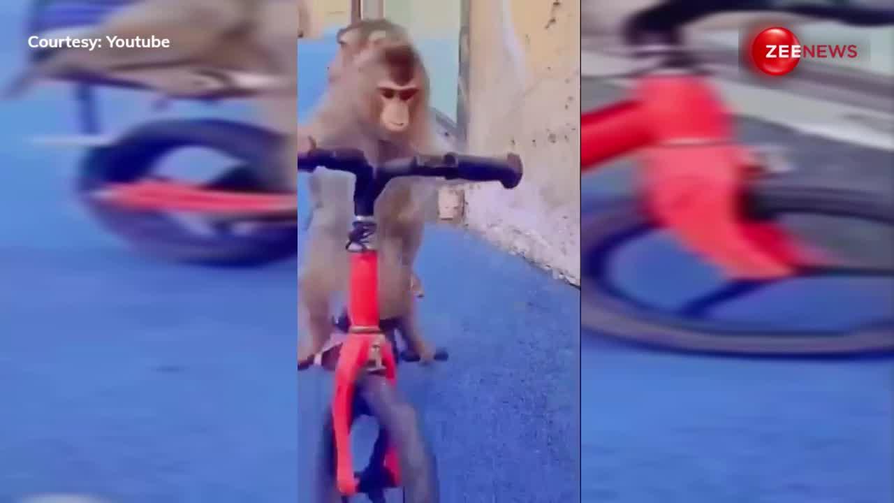 बंदरिया को साइकिल पर बिठाकर बंदर जा रहा था डेट पर, लोगों ने कहा- बिना हेल्मेट में कट जाएगा चालान