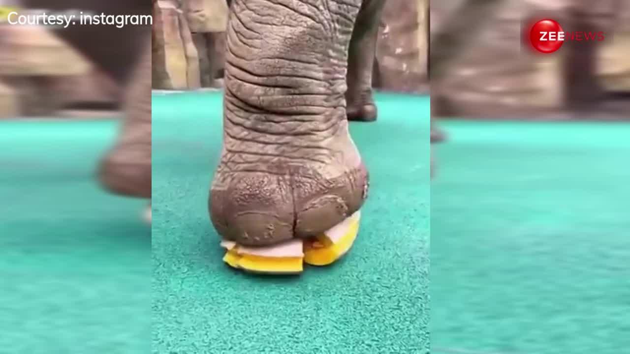 पैर रखते ही कद्दू का कीमा बना गया हाथी, इतना खतरनाक वीडियो देख अटक गई लोगों की सांस