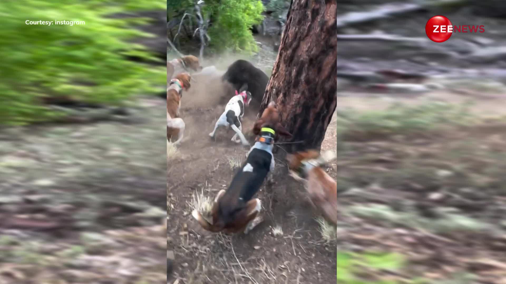 संभलकर देखना ये वीडियो... खूंखार कुत्तों ने भालू पर किया जबरदस्त अटैक, जंगल में घुसते ही किया हमला