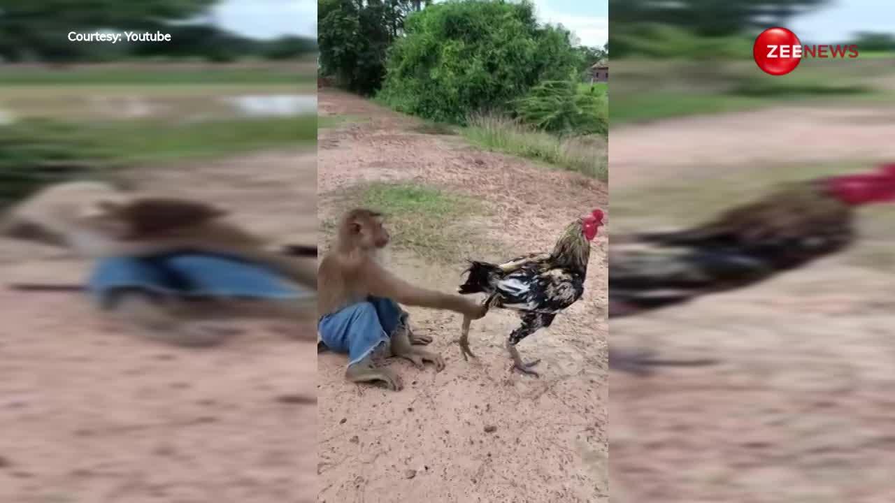 बंदर ने लड़ाई मुर्गी के साथ आशिकी, फिर पैर पकड़ कर लगा खींचना, देखें ये मजेदार वीडियो