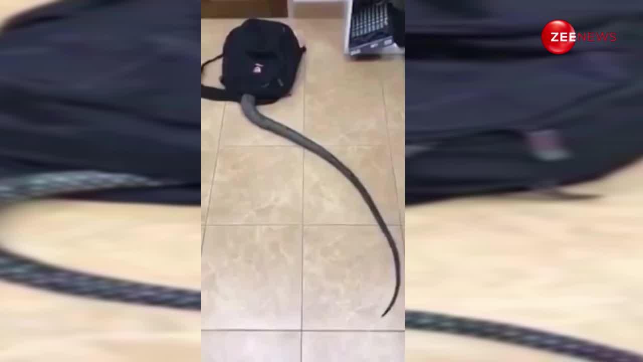 सावधान! स्कूल बैग में मिला King Cobra, वीडियो देख निकल जाएगी चीख