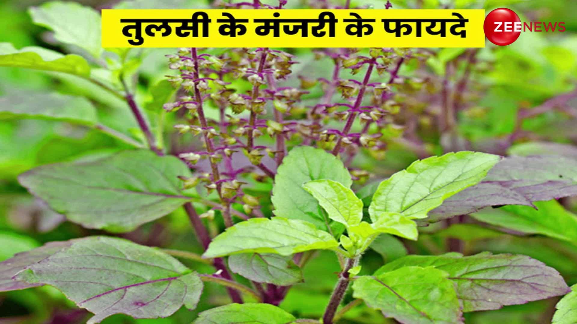 Tulsi Upay: तुलसी के पौधे में अगर मंजरी निकल आएं तो तुरंत कर लें ये काम