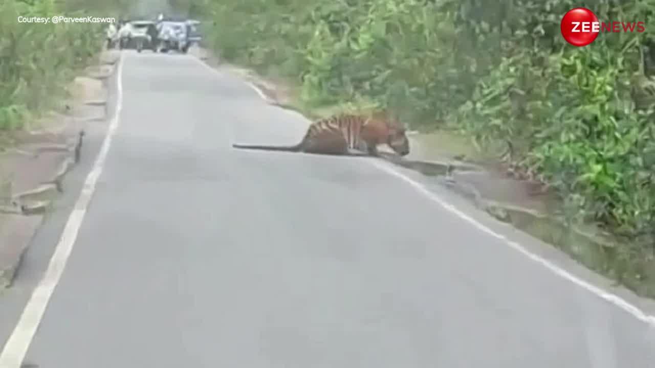 Wildlife Viral Video: बाघ सड़क के किनारे बैठकर पीने लगा पानी, रुक गई नेशनल हाईवे पर गाड़ियां