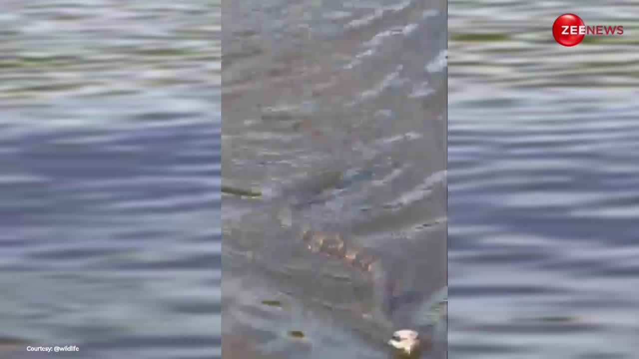 King Cobra: फरारी की रफ्तार से पानी में तैरता-भागता दिखा किंग कोबरा, अदाएं देख नागिन भी हार बैठी दिल!