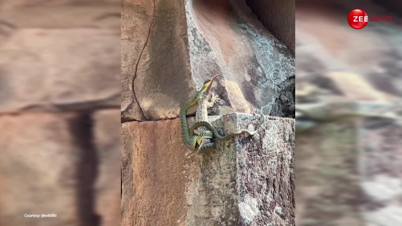 King Cobra Video: कोबरा ने शिकंजे में जकड़ा, तो दोस्त की जान के लिए सांप से भीड़ गई छिपकली, फिर...