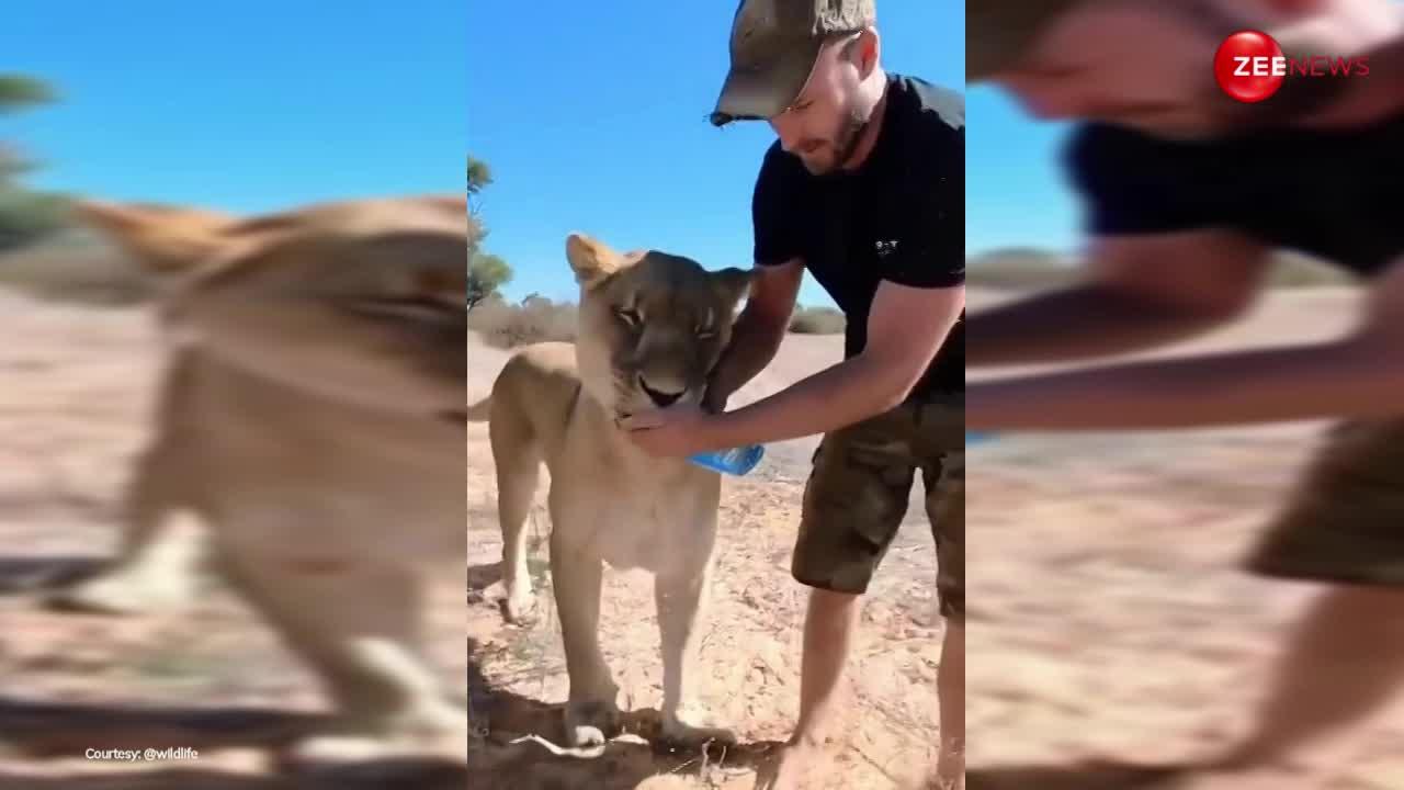 Lion Video: प्यास से तड़प रहा था शेर.... तभी युवक के हाथ में पानी की बोतल देख दौड़ता हुआ आया; फिर हुआ कुछ ऐसा...