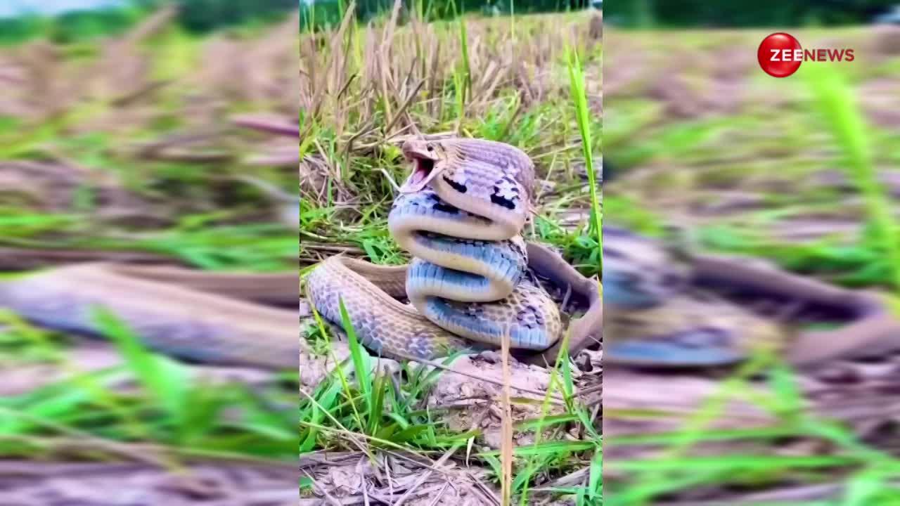 King Cobra: कोबरा का वीडियो हुआ वायरल, नाचते-नाचते पूंछ पर हो गया खड़ा, लोगों की खुली रह गई आंखें