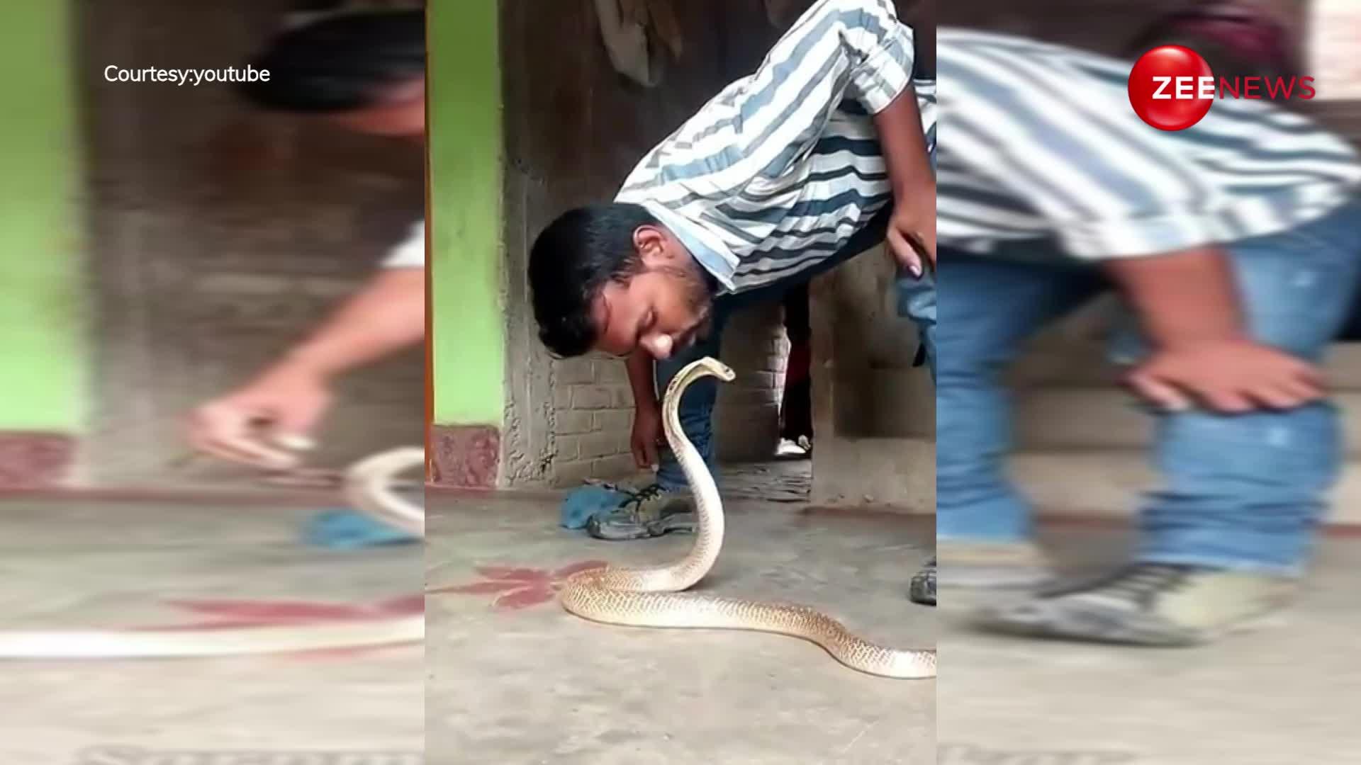 मजाक-मजाक में 'किंग कोबरा' की पप्पी ले गया मनचला लड़का, सांप ने लिया ऐसा बदला कि देख कांप जाएगी रूह