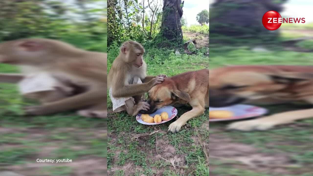 आशिकों की तरह एक ही प्लेट में खाने लगे बंदर-कुत्ता, अचानक हुआ कुछ ऐसा; इंटरनेट पर छाया वीडियो