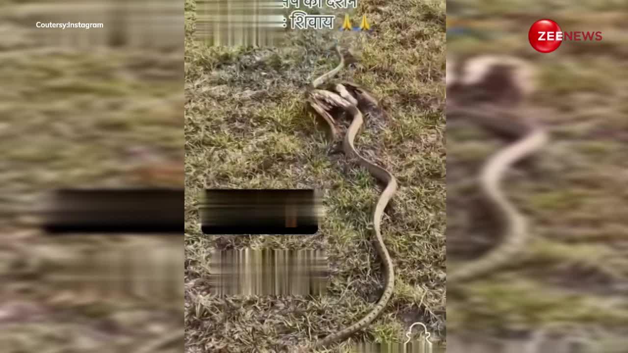 Flying Cobra: फ्लाइंग कोबरा की वीडियो पहली बार हुआ वायरल, वीडियो देख लोगों की हालत हुई खराब