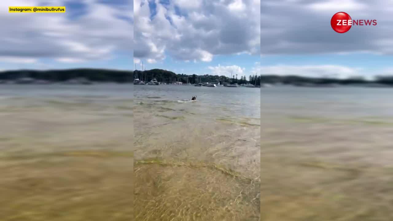 सोशल मीडिया पर वायरल हुआ टैलेंटेड कुत्ता, स्किमबोर्ड पर हवा की रफ्तार से तैरता दिखा तो हैरान रह गए लोग