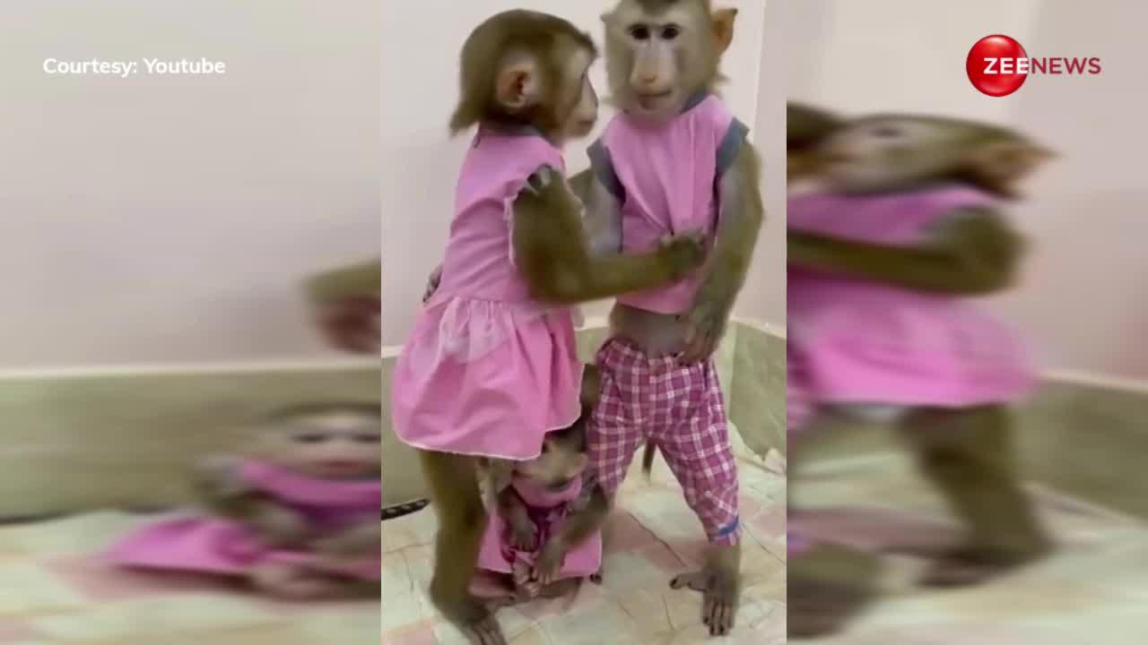 बंदर ने बंदरिया को कर दिया सरेआम French Kiss, उसके बाद जो हुए देख कर आ जाएगी शर्म