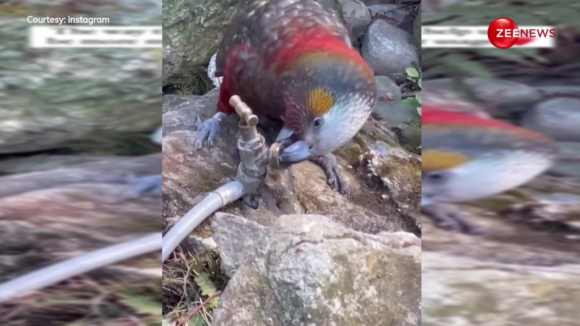 अद्भुद है ये तोता! इसकी स्मार्टनेस के आगे सब जानवर हैं फेल, खुद ही देख लें ये वीडियो