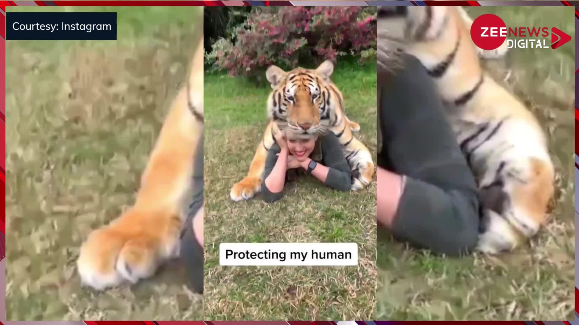 Viral Video: फोटो लेने के चक्कर में लड़की ने टाइगर के साथ कर दी ऐसी हरकत, अगले ही पल...