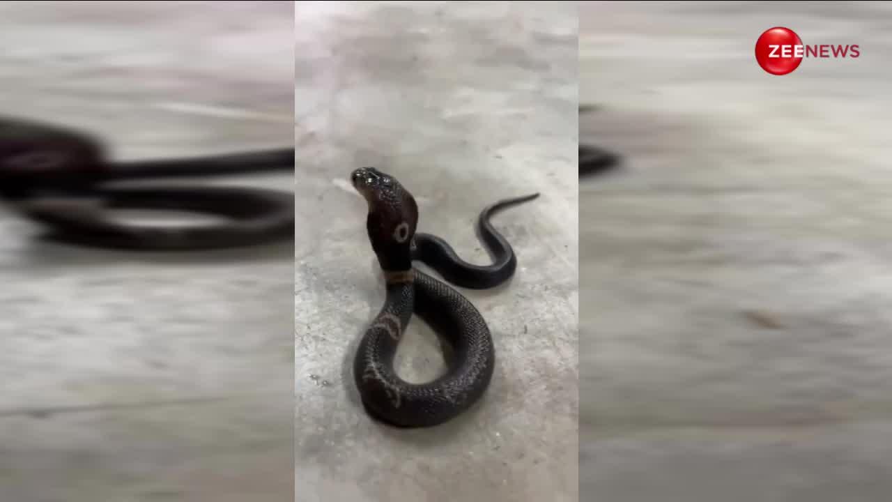 भारत में दिखा सबसे खूबसूरत King Cobra, वीडियो देख हो जाएंगे मंत्रमुग्ध